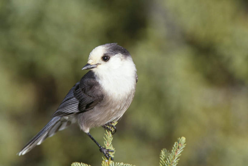 无人,公园,站,横图,室外,特写,白天,正面,旅游,度假,美景,植物,鸟,叶子,加拿大,朦胧,模糊,鸟类,景观,绿叶,注视,娱乐,树,树木,一只,绿色,自然,观察,看,站着,享受,休闲,嫩叶,景色,放松,生长,成长,观看,察看,北美,北美洲,国家公园,关注,自然风光,美洲,松鸦,北亚美利加洲,亚美利加洲,新不伦瑞克,新不伦瑞克省,橿鸟,叶,叶片,站立,彩图,全身
