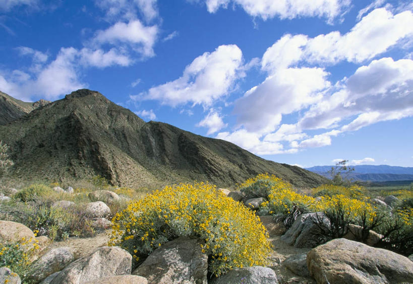 无人,公园,横图,室外,白天,正面,旅游,度假,草地,草坪,石头,美景,沙漠,山,山脉,植物,美国,阴影,盛开,透明,光线,石子,影子,景观,山峰,云,云朵,山峦,辉煌,花蕾,云彩,娱乐,草,花,花瓣,花朵,鲜花,黄色,蓝色,绿色,白云,蓝天,天空,阳光,自然,群山,天,花苞,花蕊,享受,休闲,健康,景色,放松,活泼,晴朗,希望,暖色,北美,北美洲,加利福尼亚,自然风光,美洲,光辉,加州,加利福尼亚州,安萨玻里哥沙漠公园,金州,黄金州,北亚美利加洲,亚美利加洲,光明,功名,轻快,大漠,砂漠,石块,岩石,晴空,彩图