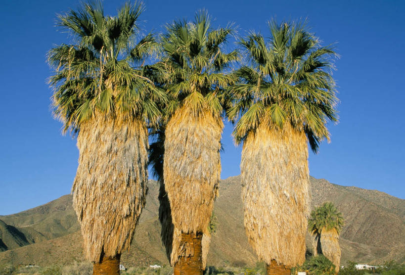 无人,公园,横图,室外,白天,正面,旅游,度假,美景,沙漠,山,山脉,植物,棕榈树,叶子,美国,三棵,一排,阴影,整齐,光线,影子,景观,山峰,绿叶,山峦,娱乐,树,树木,排列,蓝色,绿色,蓝天,天空,阳光,自然,群山,天,享受,休闲,嫩叶,景色,放松,生长,晴朗,成长,北美,北美洲,队列,加利福尼亚,自然风光,美洲,棕榈叶,加州,加利福尼亚州,万里无云,安萨玻里哥沙漠公园,金州,黄金州,北亚美利加洲,亚美利加洲,叶,叶片,大漠,砂漠,晴空,晴空万里,彩图