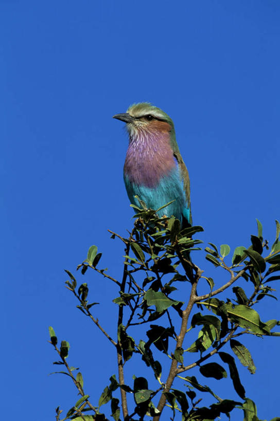 无人,站,竖图,室外,白天,正面,美景,植物,鸟,非洲,南非,鸟类,景观,枝条,树,树木,树枝,一只,蓝色,蓝天,天空,自然,天,站着,景色,自然风光,紫胸佛法僧,阿非利加洲,佛法僧,南非共和国,虬枝,枝杈,站立,彩图,全身