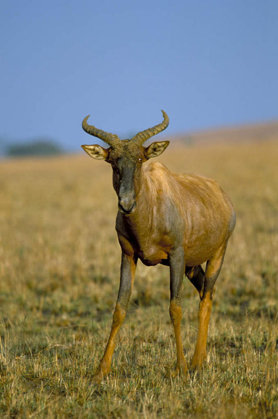 无人,站,竖图,室外,白天,正面,美景,植物,哺乳动物,野生动物,羊,非洲,南非,阴影,枯萎,光线,羚羊,影子,景观,枯草,草,一只,黄色,蓝色,蓝天,天空,阳光,自然,动物,天,站着,景色,可爱,活泼,自然风光,角马,牛羚,阿非利加洲,金毛扭角羚,羚牛,扭角羚,南非共和国,站立,彩图,全身