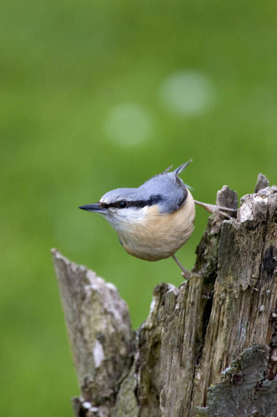 无人,站,竖图,室外,白天,正面,旅游,度假,草地,草坪,美景,植物,鸟,啄木鸟,德国,欧洲,阴影,朦胧,模糊,光线,鸟类,影子,景观,树桩,注视,娱乐,草,树,树干,一只,绿色,阳光,自然,看,站着,享受,休闲,思考,木桩,景色,放松,考虑,西欧,关注,自然风光,德意志联邦共和国,森林医生,抬头,仰头,站立,彩图,全身,益鸟