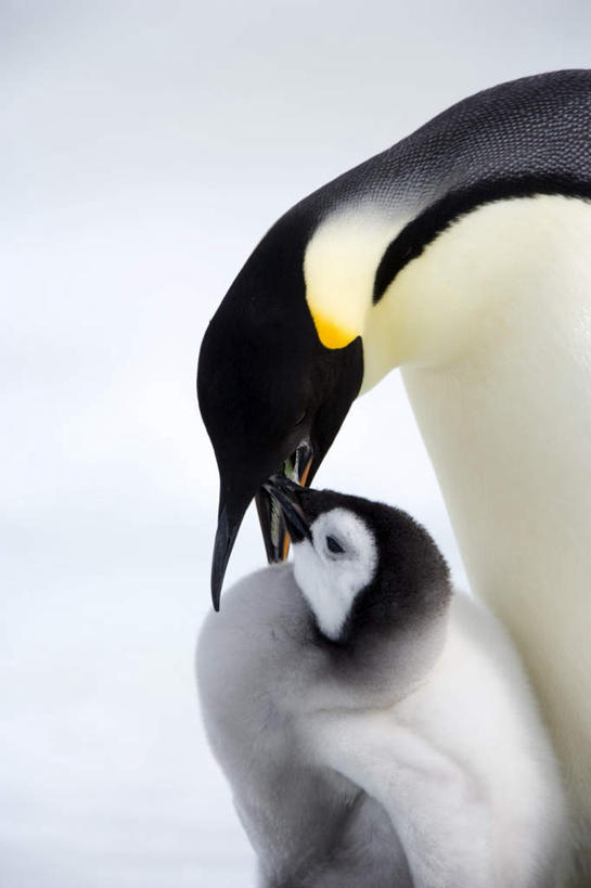 无人,站,吃,竖图,室外,白天,侧面,旅游,度假,南极,美景,雪,大雪,企鹅,野生动物,喂食,阴影,光线,影子,积雪,景观,雪景,冬季,冬天,注视,娱乐,阳光,自然,动物,低头,观察,看,站着,两只,享受,休闲,景色,放松,寒冷,可爱,活泼,观看,察看,关注,自然风光,南极洲,帝企鹅,严寒,皇帝企鹅,南极大陆,南极地区,南极区,南极圈,皇企鹅,第七大陆,嚼,食,站立,半身,彩图