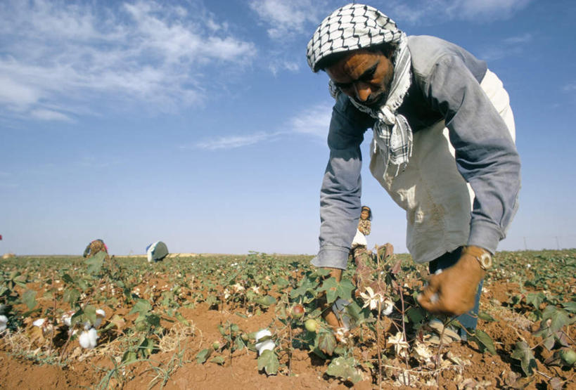 三个人,农田,竖图,室外,白天,仰视,工作服,制服,旅游,度假,农业,庄稼,农作物,美景,田园,叙利亚,亚洲,许多,弯腰,阴影,柔软,光线,头巾,影子,稻田,景观,云,云朵,棉花,很多,云彩,注视,娱乐,纺织,蓝色,白云,蓝天,天空,阳光,自然,天,采,观察,看,摘,享受,休闲,健康,温暖,景色,放松,晴朗,观看,纤维,察看,关注,自然风光,西亚,弯身,柔和,工作制服,阿拉伯叙利亚共和国,暖和,女人,女性,中年女性,阿拉伯人,白种人,亚洲人,晴空,半身,彩图,低角度拍摄,工作套服,耕地,庄稼田