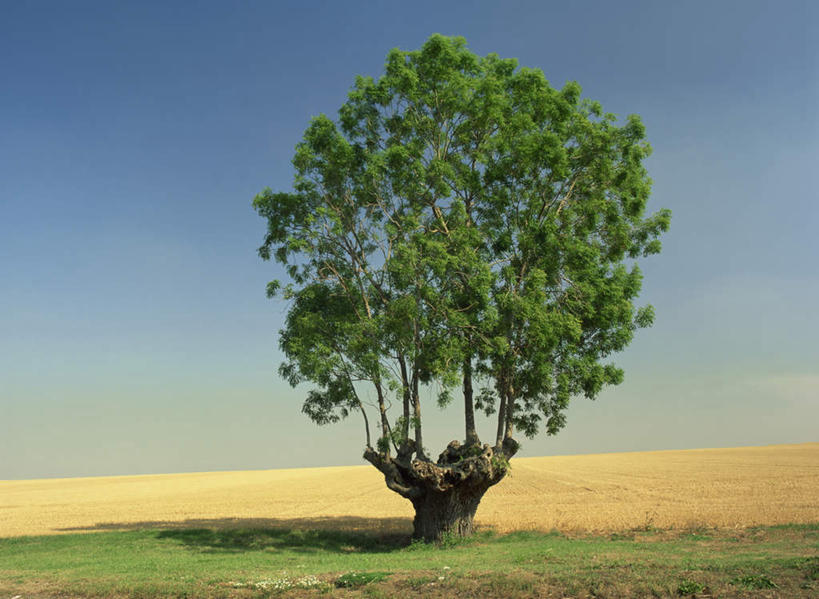 无人,横图,室外,白天,正面,旅游,度假,美景,植物,英国,欧洲,阴影,枯萎,光线,影子,地平线,景观,辽阔,枯草,地面,娱乐,英格兰,草,树,树木,黄色,蓝色,绿色,蓝天,天空,阳光,自然,天,享受,休闲,广阔,景色,放松,生长,晴朗,成长,一望无际,西欧,自然风光,延伸,大不列颠,大不列颠及北爱尔兰联合王国,万里无云,天地相交,剑桥,大不列颠联合王国,日不落英帝国,剑桥郡,无边无际,一马平川,康桥,晴空,晴空万里,彩图