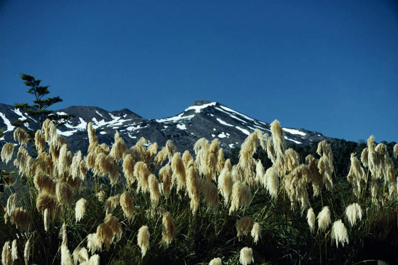 无人,横图,室外,白天,正面,旅游,度假,草地,草坪,石头,美景,山,雪,雪山,植物,大雪,新西兰,阴影,盛开,光线,石子,影子,冰,积雪,景观,山顶,山峰,雪景,冬季,冬天,山峦,花蕾,娱乐,草,花,花瓣,花朵,鲜花,蓝色,绿色,蓝天,天空,阳光,自然,天,花苞,花蕊,享受,休闲,景色,放松,寒冷,晴朗,冰冷,国家公园,自然风光,大洋洲,万里无云,严寒,纽西兰,冰凉,酷寒,凛冽,凛凛,极冷,长白云之乡,颠峰,极峰,东加里罗国家公园,鲁阿佩胡火山,鲁阿佩胡山,汤加里罗国家公园,石块,岩石,晴空,晴空万里,彩图