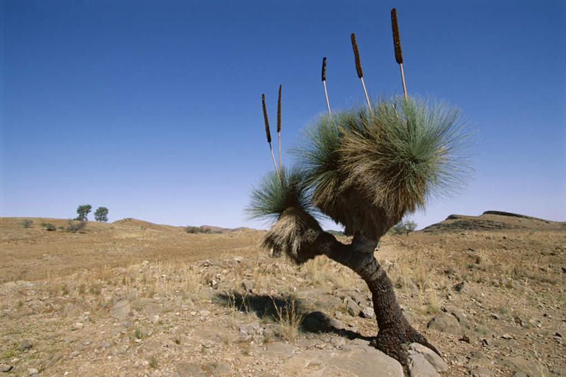 无人,横图,室外,白天,正面,旅游,度假,石头,美景,山,山脉,植物,澳大利亚,阴影,光线,石子,影子,景观,山峰,树桩,枝条,山峦,娱乐,树,树干,树木,树枝,蓝色,绿色,蓝天,天空,阳光,自然,群山,天,享受,休闲,木桩,景色,放松,生长,晴朗,成长,自然风光,大洋洲,澳洲,万里无云,南方大陆,澳大利亚联邦,南澳大利亚,南澳大利亚州,虬枝,枝杈,石块,岩石,晴空,晴空万里,彩图