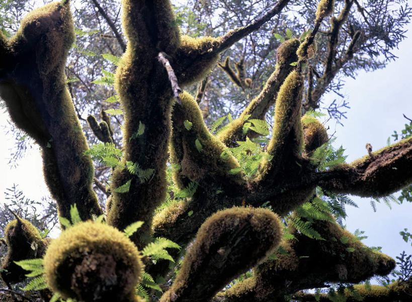 无人,横图,室外,白天,仰视,旅游,度假,美景,植物,叶子,加拿大,阴影,光线,影子,景观,青苔,绿叶,苔藓,娱乐,树,树木,蓝色,绿色,蓝天,天空,阳光,自然,天,享受,休闲,嫩叶,景色,放松,生长,晴朗,成长,北美,北美洲,自然风光,美洲,万里无云,北亚美利加洲,亚美利加洲,卑诗省,不列颠哥伦比亚,不列颠哥伦比亚省,夏洛特皇后群岛,叶,叶片,晴空,晴空万里,彩图,低角度拍摄