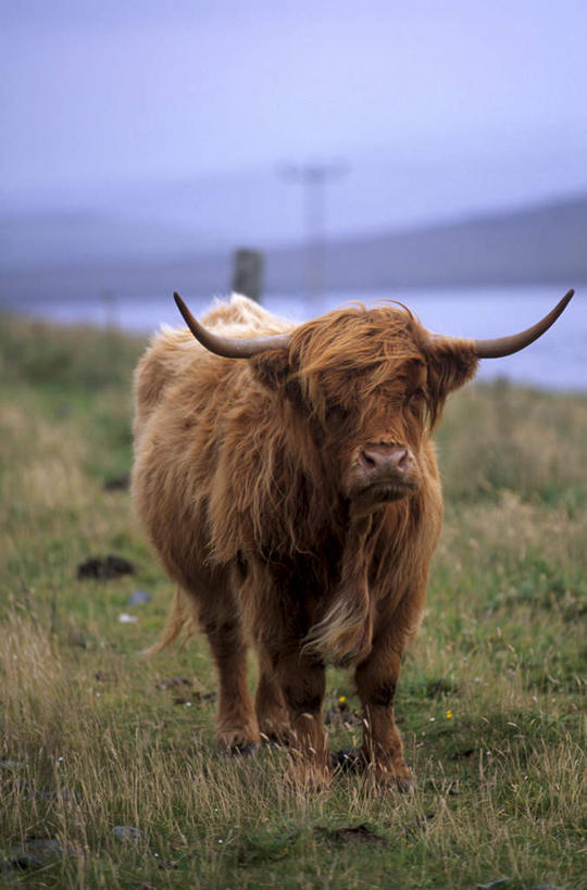 无人,站,竖图,室外,特写,白天,正面,旅游,度假,草地,草坪,美景,植物,牛,英国,欧洲,朦胧,模糊,景观,注视,娱乐,苏格兰,草,一只,绿色,自然,动物,观察,看,站着,享受,休闲,家畜,景色,放松,牲畜,观看,察看,西欧,关注,自然风光,大不列颠,大不列颠及北爱尔兰联合王国,大不列颠联合王国,日不落英帝国,苏格兰王国,设得兰,设得兰群岛,谢德兰群岛,谢特兰群岛,站立,彩图,全身