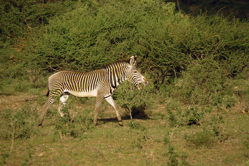 无人,公园,走,横图,室外,白天,侧面,旅游,度假,草地,草坪,美景,植物,斑马,马,野生动物,非洲,肯尼亚,阴影,光线,影子,景观,注视,娱乐,一匹,草,树,树木,绿色,阳光,自然,动物,观察,看,享受,休闲,景色,放松,可爱,牲畜,活泼,生长,成长,观看,察看,国家公园,关注,自然风光,阿非利加洲,肯尼亚共和国,桑布鲁国家公园,步行,散步,走路,彩图,全身