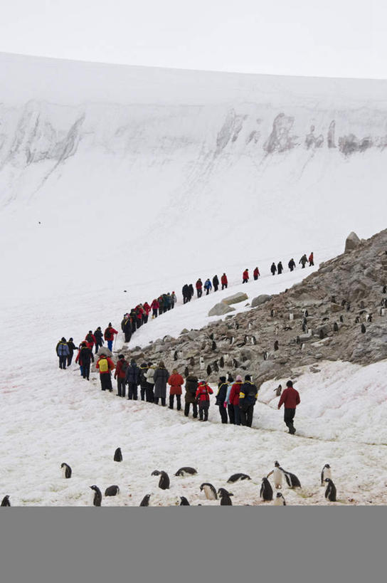 西方人,伙伴,朋友,走,竖图,俯视,室外,白天,运动服,旅游,度假,友谊,合作,团队,冰山,美景,山,企鹅,野生动物,欧洲,欧洲人,一排,许多,服装,整齐,包,冰,景观,山峰,山峦,许多人,旅行包,注视,娱乐,冰川,排列,衣服,蓝色,蓝天,天空,自然,动物,背包,天,观察,看,一群人,享受,休闲,景色,放松,寒冷,可爱,战略,服饰,活泼,晴朗,观看,察看,冰冷,衣着,穿着,队列,关注,自然风光,南极洲,冰河,万里无云,联合,合谋,严寒,旅游包,冰凉,酷寒,凛冽,凛凛,极冷,衣饰,格雷厄姆地,南极半岛,南极大陆,帕默半岛,配合,协作,男人,男性,女人,女性,中年男性,中年女性,白种人,晴空,晴空万里,步行,散步,走路,彩图,高角度拍摄,全身,双肩包,运动装