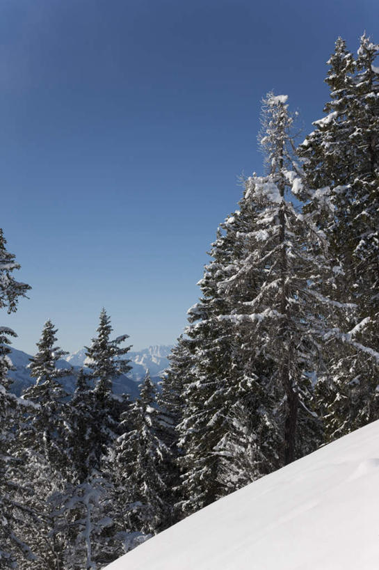 无人,竖图,室外,白天,正面,旅游,度假,美景,森林,山,树林,雪,雪山,植物,大雪,意大利,欧洲,阴影,光线,影子,冰,积雪,景观,山峰,雪景,冬季,冬天,山峦,娱乐,树,树木,蓝色,绿色,蓝天,天空,阳光,自然,天,享受,休闲,景色,放松,寒冷,生长,晴朗,成长,冰冷,南欧,自然风光,万里无云,意大利共和国,严寒,冰凉,酷寒,凛冽,凛凛,极冷,皮埃蒙特大区,皮埃蒙特,晴空,晴空万里,彩图