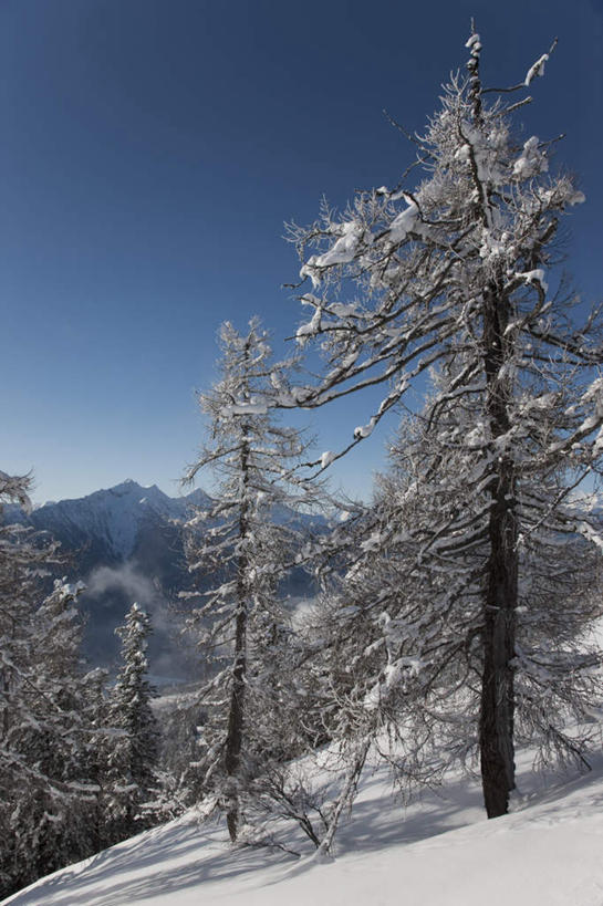 无人,竖图,室外,白天,正面,旅游,度假,美景,森林,山,树林,雪,雪山,植物,大雪,意大利,欧洲,阴影,光线,影子,冰,积雪,景观,山峰,雪景,冬季,冬天,山峦,娱乐,树,树木,蓝色,绿色,蓝天,天空,阳光,自然,天,享受,休闲,景色,放松,寒冷,生长,晴朗,成长,冰冷,南欧,自然风光,万里无云,意大利共和国,严寒,冰凉,酷寒,凛冽,凛凛,极冷,皮埃蒙特大区,皮埃蒙特,晴空,晴空万里,彩图
