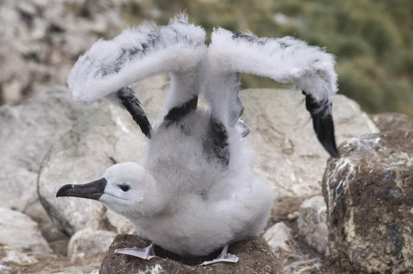 无人,站,横图,俯视,室外,特写,白天,草地,草坪,石头,美景,植物,海鸟,鸟,信天翁,伸展,张开,展翅,阴影,朦胧,模糊,光线,翅膀,鸟类,石子,影子,景观,注视,草,一只,绿色,阳光,自然,观察,看,站着,景色,南美,观看,察看,南美洲,拉丁美洲,关注,自然风光,美洲,张开翅膀,亚美利加洲,南亚美利加洲,海鸳,福克兰群岛,黑眉信天翁,展开翅膀,马岛,马尔维纳斯群岛,西点岛,石块,岩石,站立,彩图,高角度拍摄,全身