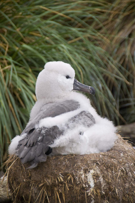 无人,竖图,俯视,室外,特写,白天,草地,草坪,石头,美景,植物,海鸟,鸟,信天翁,阴影,朦胧,模糊,光线,鸟类,鸟巢,石子,影子,景观,注视,草,一只,绿色,阳光,自然,观察,看,趴着,景色,南美,观看,察看,南美洲,拉丁美洲,关注,自然风光,美洲,亚美利加洲,南亚美利加洲,海鸳,福克兰群岛,黑眉信天翁,马岛,马尔维纳斯群岛,西点岛,石块,岩石,趴,彩图,高角度拍摄,全身