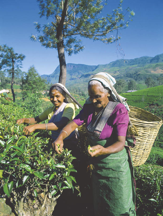 两个人,家庭,站,笑,交叉,微笑,露齿笑,竖图,室外,白天,正面,旅游,度假,草地,草坪,美景,山,山脉,植物,茶,竹子,斯里兰卡,亚洲,收成,握,阴影,竹制,服装,编织,光线,篮子,头巾,影子,景观,山峰,乡村,云,云朵,农村,茶叶,山峦,拿,云彩,拿着,休闲装,娱乐,草,树,树木,衣服,蓝色,绿色,白云,蓝天,天空,阳光,自然,竹篮,村庄,群山,天,摘,站着,享受,休闲,温暖,温馨,一家人,休闲服,旅游胜地,景色,放松,握着,服饰,生长,收获,晴朗,成长,竹条,村落,交织,和睦,竹制品,本身,自然风光,南亚,斯里兰卡民主社会主义共和国,穿插,屯子,墟落,劳绩,努瓦拉埃利亚,努沃勒埃利耶,老年女性,女人,女性,亚洲人,印度人,晴空,站立,彩图,融洽