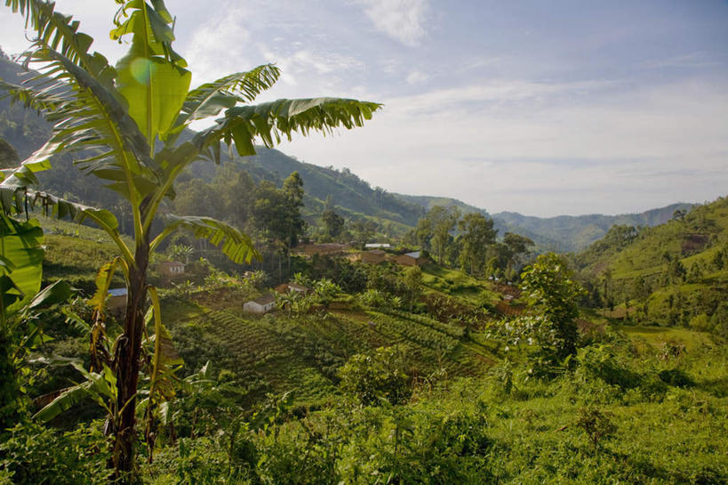 无人,农田,农场,横图,室外,白天,正面,旅游,度假,畜牧业,牧场,庄稼,农作物,草地,草坪,美景,山,山脉,植物,棕榈树,叶子,非洲,布隆迪,阴影,光线,影子,景观,山峰,云,云朵,绿叶,山峦,云彩,娱乐,草,树,树木,蓝色,绿色,白云,蓝天,天空,阳光,自然,群山,天,享受,休闲,嫩叶,景色,放松,生长,晴朗,成长,自然风光,棕榈叶,畜牧,牧业,阿非利加洲,东非,布隆迪共和国,叶,叶片,晴空,彩图,耕地,庄稼田