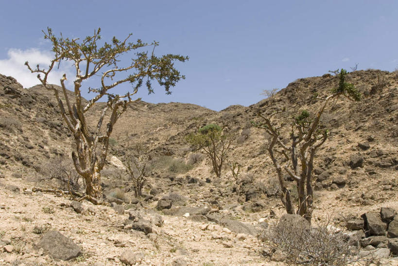 无人,横图,室外,白天,正面,旅游,度假,石头,美景,山,山脉,植物,阿曼,亚洲,阴影,光线,石子,影子,景观,山峰,云,云朵,枝条,山峦,云彩,娱乐,树,树木,树枝,蓝色,绿色,白云,蓝天,天空,阳光,自然,群山,天,享受,休闲,景色,放松,生长,晴朗,成长,自然风光,西亚,阿曼苏丹国,塞拉莱,佐法尔,佐法尔省,虬枝,枝杈,石块,岩石,晴空,彩图