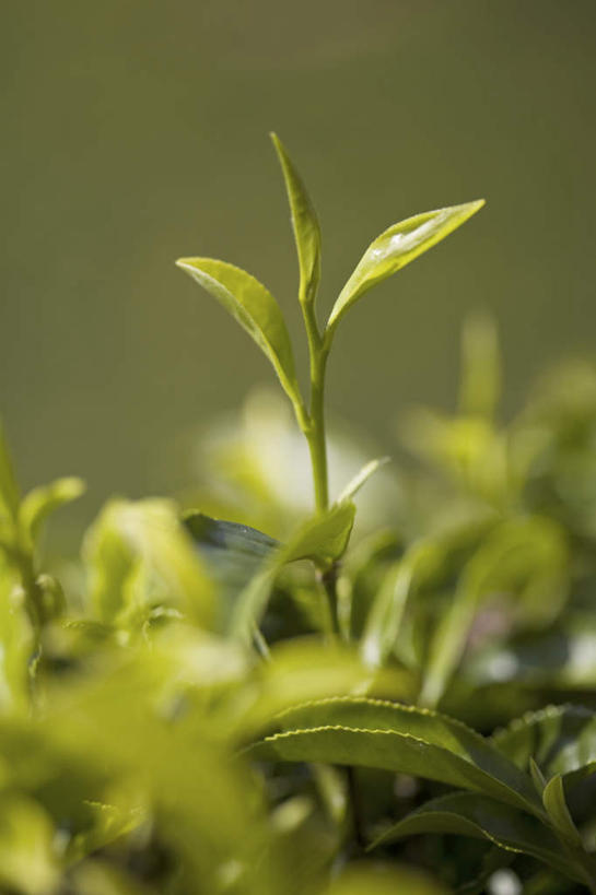 无人,竖图,室外,特写,白天,正面,旅游,度假,幸福,美景,植物,茶,叶子,孟加拉国,亚洲,阴影,朦胧,模糊,新鲜,光线,影子,景观,茶叶,绿叶,娱乐,茶园,绿色,阳光,自然,享受,休闲,温馨,嫩叶,景色,放松,乐趣,生长,成长,青春,提神,舒适,生命,自然风光,南亚,醒脑,和平,安详,冷色,孟加拉人民共和国,大吉岭,叶,叶片,彩图