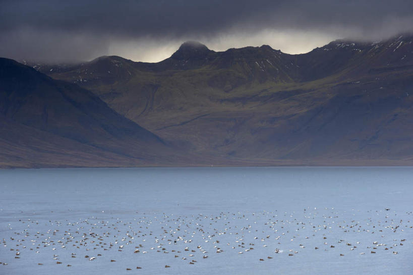游泳,无人,横图,室外,白天,正面,旅游,度假,草地,草坪,湖,湖泊,石头,美景,山,水,雪,雪山,植物,大雪,鸟,欧洲,冰岛,一群,许多,阴影,光线,鸟类,鸭,石子,影子,冰,湖面,积雪,景观,山峰,水流,水面,雪景,云,云朵,冬季,冬天,山峦,很多,云彩,注视,娱乐,家禽,草,蓝色,绿色,白云,倒影,蓝天,天空,阳光,自然,动物,湖水,天,观察,看,享受,休闲,景色,放松,寒冷,牲畜,晴朗,观看,察看,冰冷,倒映,关注,自然风光,北欧,沉积岩,冰岛共和国,严寒,冰凉,酷寒,凛冽,凛凛,极冷,泅水,反照,拍浮,水成岩,石块,岩石,晴空,彩图,全身