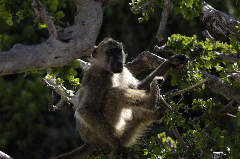 无人,公园,攀登,横图,室外,白天,正面,旅游,度假,美景,植物,哺乳动物,猴,野生动物,猴子,叶子,博茨瓦纳,阴影,光线,影子,景观,绿叶,注视,娱乐,树,树木,一只,绿色,阳光,自然,动物,观察,看,享受,休闲,爬,嫩叶,景色,放松,可爱,活泼,生长,成长,观看,察看,国家公园,关注,自然风光,波札那,博茨瓦纳共和国,乔贝国家公园,叶,叶片,攀爬,彩图,全身