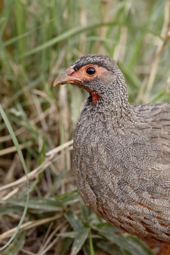 脸,头,脸颊,无人,站,竖图,室外,特写,白天,侧面,旅游,度假,草地,草坪,美景,植物,鸟,非洲,肯尼亚,阴影,光线,鸟类,影子,景观,注视,娱乐,肩膀,草,一只,绿色,阳光,自然,观察,看,站着,享受,休闲,景色,放松,观看,察看,关注,自然风光,阿非利加洲,鹧鸪,鹧鸪鸟,肯尼亚共和国,红喉鹧鸪,头部,脸部,脸蛋,面部,站立,半身,彩图