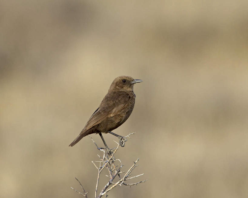 无人,站,横图,室外,白天,侧面,旅游,度假,美景,植物,鸟,非洲,南非,阴影,朦胧,模糊,光线,麻雀,鸟类,影子,景观,枝条,注视,娱乐,树,树木,树枝,一只,阳光,自然,观察,看,站着,享受,休闲,景色,放松,观看,察看,关注,自然风光,家雀,阿非利加洲,霍雀,老家贼,南非共和国,虬枝,枝杈,站立,彩图,全身