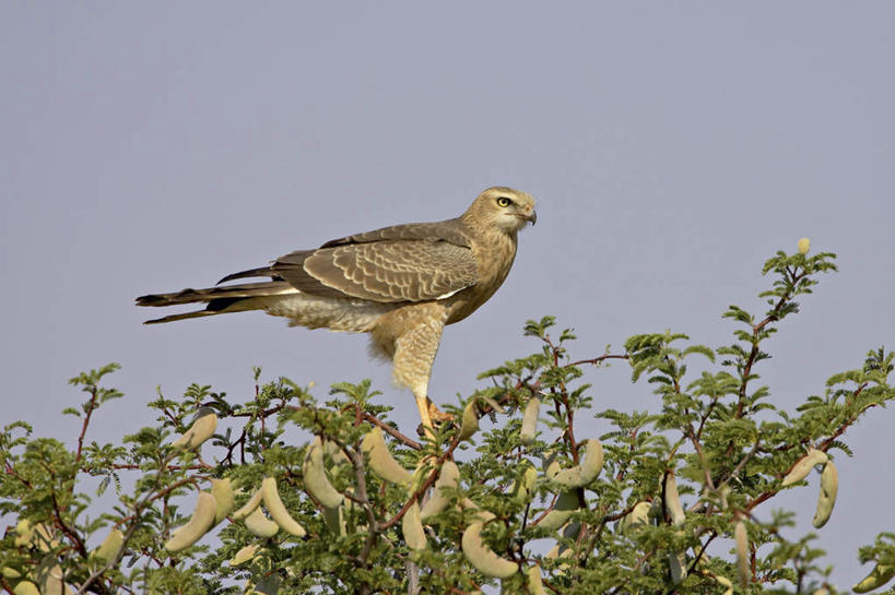 无人,站,横图,室外,白天,侧面,旅游,度假,美景,植物,苍鹰,鸟,野生动物,鹰,非洲,阴影,光线,鸟类,影子,景观,注视,娱乐,树,树木,一只,绿色,阳光,自然,动物,观察,看,站着,享受,休闲,景色,放松,生长,成长,观看,察看,关注,自然风光,凶猛,阿非利加洲,黄鹰,卡格拉格帝边境公园,卡格拉格帝跨国境公园,卡格拉格帝越界公园,残暴,凶残,站立,彩图,全身