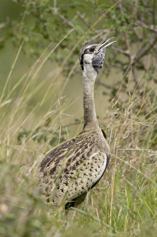 无人,站,竖图,室外,白天,侧面,旅游,度假,草地,草坪,美景,植物,鸟,非洲,南非,阴影,光线,鸟类,影子,景观,注视,娱乐,草,树,树木,一只,绿色,阳光,自然,看,站着,张嘴,享受,休闲,景色,放松,生长,成长,关注,自然风光,张大嘴巴,阿非利加洲,鸨鸟,大鸨,地鵏,野雁,南非共和国,张开嘴,抬头,仰头,站立,半身,彩图