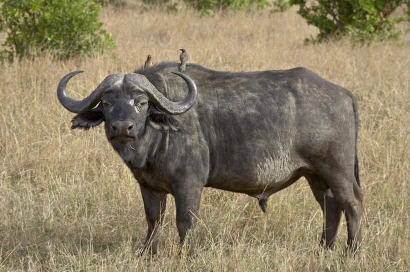 无人,公园,站,横图,俯视,室外,白天,美景,植物,鸟,牛,野生动物,非洲,肯尼亚,阴影,枯萎,朦胧,模糊,光线,鸟类,影子,景观,枯草,注视,草,黄色,阳光,自然,动物,观察,看,站着,两只,景色,观看,察看,国家公园,关注,自然风光,凶猛,非洲水牛,阿非利加洲,椋鸟,肯尼亚共和国,马赛马拉国家公园,黄嘴牛椋鸟,残暴,凶残,水牛,站立,彩图,高角度拍摄,全身,马赛马拉,马赛马拉国家保护区,马赛马拉国家野生动物保护区