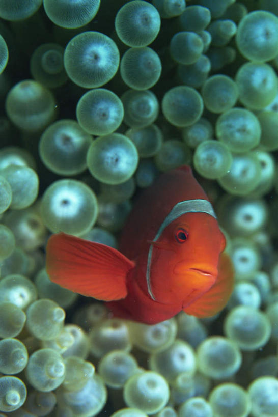 游泳,海鲜,无人,竖图,室外,白天,正面,旅游,度假,海底,水下,美景,海葵,所罗门群岛,一条,鱼,景观,水底,注视,娱乐,水产,鱼类,海洋生物,无脊椎动物,自然,观察,看,享受,休闲,景色,放松,海底世界,观看,腔肠动物,察看,关注,自然风光,水生动物,海产品,大洋洲,水生物,海底动物,泅水,拍浮,海床,彩图,全身