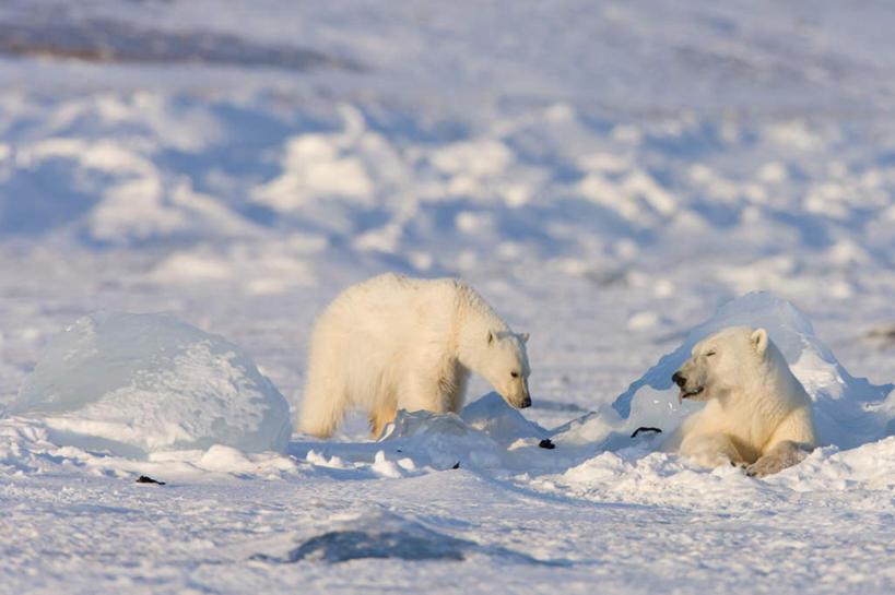 无人,站,横图,俯视,室外,白天,美景,雪,大雪,北极熊,野生动物,熊,挪威,欧洲,幼小,阴影,朦胧,模糊,光线,影子,积雪,景观,雪景,冬季,冬天,注视,阳光,自然,动物,低头,观察,看,站着,两只,景色,寒冷,观看,察看,斯堪的纳维亚,关注,自然风光,北欧,斯堪的纳维亚半岛,凶猛,斯瓦尔巴群岛,严寒,垂头,挪威王国,斯匹次卑尔根群岛,残暴,凶残,白熊,站立,半身,彩图,高角度拍摄