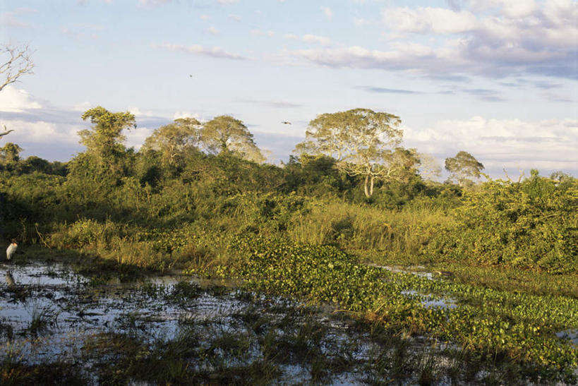 无人,横图,室外,白天,正面,旅游,度假,河流,美景,树林,水,植物,叶子,巴西,阴影,光线,影子,河水,景观,水流,云,云朵,绿叶,云彩,娱乐,树,树木,蓝色,绿色,白云,蓝天,天空,小溪,阳光,自然,天,溪水,享受,休闲,嫩叶,景色,南美,放松,生长,晴朗,成长,南美洲,拉丁美洲,自然风光,美洲,巴西联邦共和国,亚美利加洲,南亚美利加洲,南马托格罗索,南马托格罗索州,叶,叶片,晴空,彩图