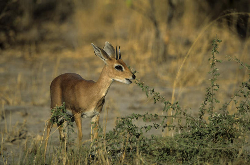 无人,公园,站,横图,俯视,室外,特写,白天,草地,草坪,美景,植物,羊,非洲,博茨瓦纳,阴影,朦胧,模糊,光线,影子,景观,注视,草,一只,绿色,阳光,自然,动物,观察,看,站着,家畜,景色,牲畜,观看,察看,国家公园,关注,自然风光,波札那,博茨瓦纳共和国,乔贝国家公园,绵羊,站立,彩图,高角度拍摄,全身,西北区