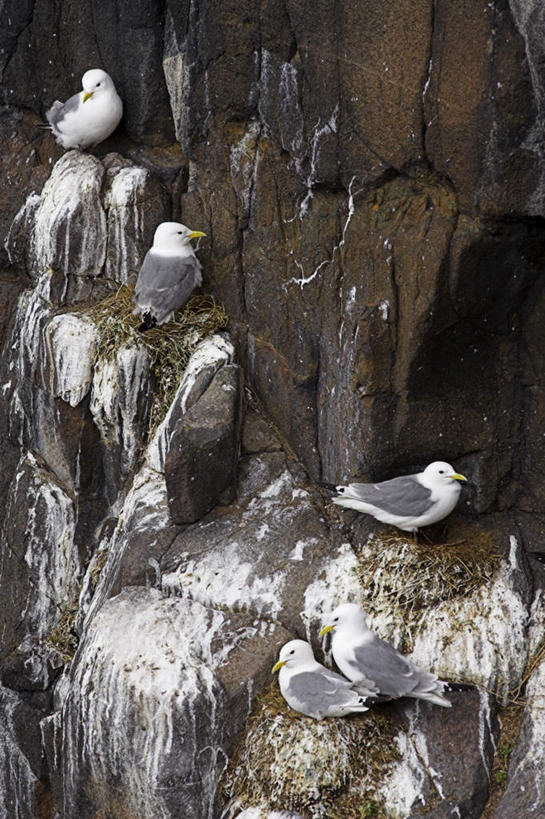 无人,站,竖图,室外,白天,侧面,旅游,度假,石头,美景,山,山脉,海鸟,鸟,信天翁,英国,欧洲,阴影,光线,鸟类,石子,影子,景观,山峰,山峦,注视,娱乐,苏格兰,阳光,自然,群山,观察,看,站着,享受,休闲,景色,放松,峭壁,五只,观看,察看,西欧,关注,自然风光,大不列颠,沉积岩,大不列颠及北爱尔兰联合王国,绝壁,大不列颠联合王国,日不落英帝国,海鸳,苏格兰王国,水成岩,石块,岩石,站立,彩图,全身