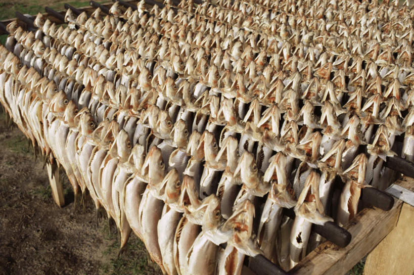 海鲜,无人,横图,俯视,室内,白天,一排,许多,吊挂,悬挂,整齐,并列,并排,很多,挂,水产,海洋生物,排列,鲱鱼,队列,水生动物,海产品,平行,水生物,海底动物,太平洋鲱鱼,彩图,高角度拍摄