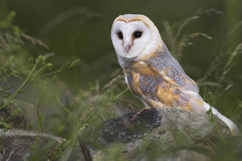 无人,站,横图,室外,白天,侧面,旅游,度假,美景,植物,猫头鹰,鸟,野生动物,英国,欧洲,阴影,光线,鸟类,影子,景观,枝条,扭头,注视,娱乐,树,树木,树枝,一只,绿色,阳光,自然,动物,观察,看,站着,转头,享受,休闲,景色,放松,生长,成长,观看,察看,西欧,关注,自然风光,大不列颠,凶猛,雪鸮,雪枭,大不列颠及北爱尔兰联合王国,大不列颠联合王国,日不落英帝国,白鸮,白夜猫子,雪猫头鹰,虬枝,枝杈,残暴,凶残,鸮,枭,站立,彩图,全身