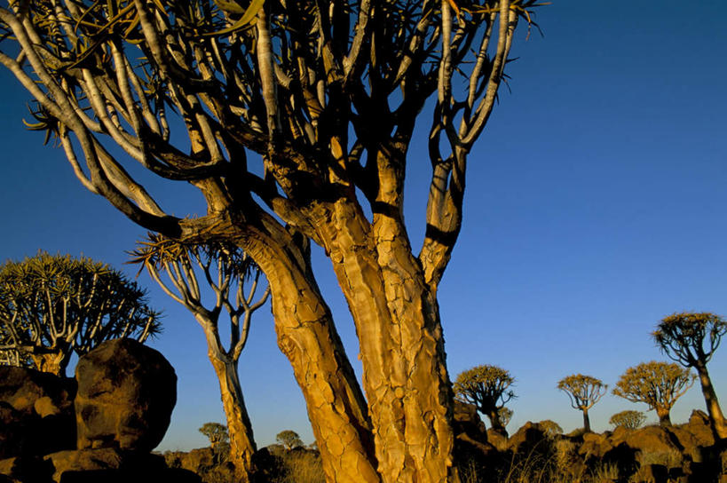 无人,竖图,室外,白天,仰视,旅游,度假,石头,美景,植物,非洲,纳米比亚,阴影,光线,石子,影子,景观,娱乐,树,树木,蓝色,绿色,蓝天,天空,阳光,自然,天,享受,休闲,景色,放松,生长,晴朗,成长,自然风光,万里无云,剑叶丝兰,芦荟叶丝兰,千手丝兰,叶丝兰,纳米比亚共和国,石块,岩石,晴空,晴空万里,彩图,低角度拍摄