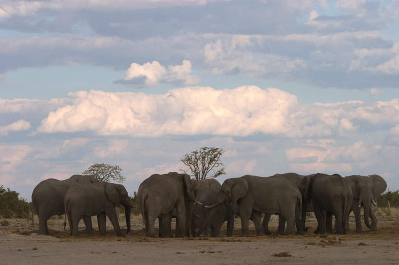 无人,公园,站,横图,俯视,室外,白天,草地,草坪,美景,植物,哺乳动物,大象,野生动物,博茨瓦纳,许多,阴影,朦胧,模糊,光线,影子,景观,云,云朵,非洲象,云彩,草,树,树木,蓝色,绿色,白云,蓝天,天空,阳光,自然,动物,天,站着,景色,生长,晴朗,成长,国家公园,自然风光,波札那,博茨瓦纳共和国,乔贝国家公园,晴空,象,站立,彩图,高角度拍摄,全身