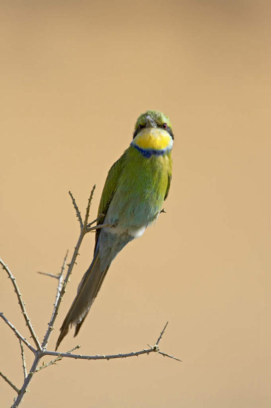 无人,站,竖图,室外,特写,白天,正面,美景,植物,蜂鸟,鸟,非洲,阴影,朦胧,模糊,光线,鸟类,影子,景观,枝条,注视,树,树木,树枝,一只,阳光,自然,观察,看,站着,景色,观看,察看,关注,自然风光,阿非利加洲,蜂虎,虬枝,枝杈,燕尾蜂虎,卡格拉格帝边境公园,卡格拉格帝跨国境公园,卡格拉格帝越界公园,站立,彩图,全身