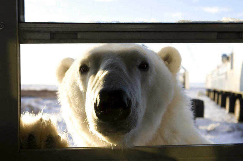 无人,横图,室外,特写,白天,正面,旅游,度假,美景,窗户,落地窗,北极熊,野生动物,熊,加拿大,阴影,光线,影子,景观,注视,娱乐,玻璃窗,一只,蓝色,蓝天,天空,阳光,自然,动物,天,观察,看,趴着,享受,休闲,景色,放松,晴朗,观看,好奇,察看,北美,北美洲,关注,自然风光,美洲,凶猛,万里无云,马尼托巴湖,北亚美利加洲,亚美利加洲,马尼托巴,马尼托巴省,曼尼托巴省,残暴,凶残,晴空,晴空万里,白熊,趴,半身,彩图