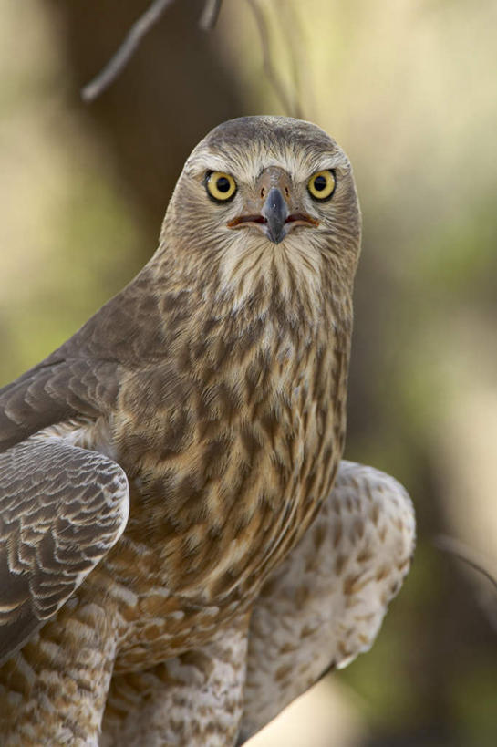 无人,竖图,室外,白天,侧面,旅游,度假,美景,植物,苍鹰,鸟,野生动物,鹰,非洲,阴影,光线,鸟类,影子,景观,枝条,注视,娱乐,树,树木,树枝,一只,阳光,自然,动物,观察,看,享受,休闲,景色,放松,观看,察看,关注,自然风光,凶猛,阿非利加洲,黄鹰,虬枝,枝杈,卡格拉格帝边境公园,卡格拉格帝跨国境公园,卡格拉格帝越界公园,残暴,凶残,半身,彩图