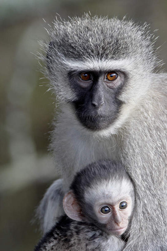 无人,站,抱,竖图,室外,特写,白天,正面,旅游,度假,草地,草坪,美景,植物,哺乳动物,猴,野生动物,猴子,非洲,南非,幼小,阴影,朦胧,模糊,光线,影子,景观,注视,娱乐,草,绿色,阳光,自然,动物,观察,看,站着,两只,享受,休闲,景色,放松,可爱,活泼,抱着,观看,察看,搂着,关注,自然风光,阿非利加洲,长尾叶猴,南非共和国,东开普省,搂,搂抱,站立,半身,彩图