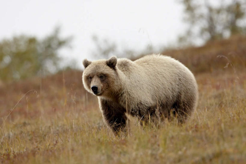 无人,站,横图,室外,白天,正面,旅游,度假,草地,草坪,美景,植物,野生动物,熊,美国,一头,阴影,朦胧,模糊,光线,影子,景观,注视,娱乐,草,绿色,阳光,自然,动物,观察,看,站着,享受,休闲,景色,放松,观看,察看,北美,北美洲,国家公园,关注,自然风光,美洲,凶猛,阿拉斯加,阿拉斯加州,北亚美利加洲,亚美利加洲,最后的边疆,午夜阳光之地,德纳里国家公园,残暴,凶残,棕熊,马熊,站立,彩图,全身