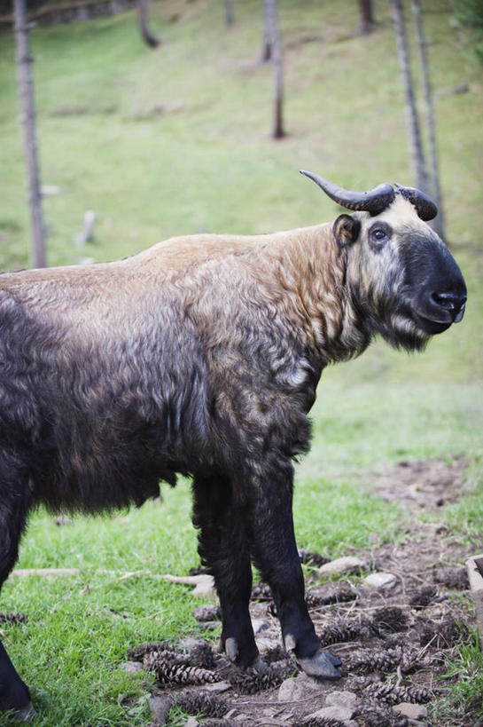 无人,站,竖图,室外,白天,侧面,旅游,度假,草地,草坪,石头,美景,植物,哺乳动物,野生动物,羊,不丹,亚洲,阴影,光线,羚羊,石子,影子,景观,首都,注视,娱乐,草,树,树木,一只,绿色,阳光,自然,动物,观察,看,站着,享受,休闲,景色,放松,可爱,活泼,生长,成长,观看,察看,关注,自然风光,角马,南亚,牛羚,金毛扭角羚,羚牛,扭角羚,不丹王国,廷布,石块,岩石,站立,半身,彩图