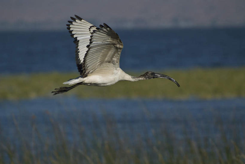 无人,横图,室外,白天,侧面,旅游,度假,湖,湖泊,美景,水,芦苇,鸟,野生动物,叶子,非洲,埃塞俄比亚,飞翔,伸展,张开,展翅,阴影,朦胧,模糊,飞行,光线,翅膀,鸟类,影子,湖面,景观,水流,水面,粽叶,绿叶,翱翔,注视,娱乐,飞,一只,阳光,自然,动物,湖水,观察,看,享受,休闲,嫩叶,景色,放松,观看,察看,关注,自然风光,张开翅膀,朱鹭,箬叶,芦苇叶,阿非利加洲,日本风头鹮,朱鹮,埃塞俄比亚联邦民主共和国,展开翅膀,叶,叶片,彩图,全身