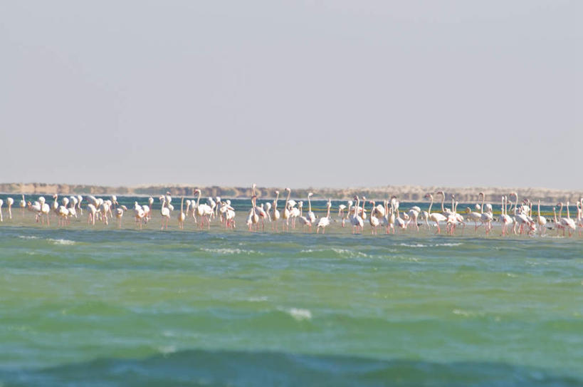 无人,横图,室外,白天,正面,旅游,度假,海浪,海洋,沙滩,标志建筑,地标,建筑,非洲,毛里塔尼亚,许多,阴影,光线,红鹤,火烈鸟,沙子,影子,海岸,浪花,云,云朵,沙地,很多,云彩,娱乐,建设,蓝色,白云,蓝天,天空,阳光,海水,天,享受,休闲,旅游胜地,放松,晴朗,海景,阿非利加洲,毛里塔尼亚共和国,西非,大海,风浪,海,海水的波动,海滩,近岸浪,涌浪,晴空,彩图