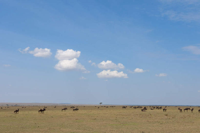 无人,站,横图,室外,白天,正面,旅游,度假,植物,野生动物,羊,非洲,肯尼亚,许多,阴影,枯萎,光线,羚羊,影子,云,云朵,枯草,很多,云彩,娱乐,草,黄色,蓝色,白云,蓝天,天空,阳光,动物,平原,天,站着,享受,休闲,放松,可爱,活泼,晴朗,阿非利加洲,肯尼亚共和国,蓝牛羚,蓝牛,晴空,站立,彩图
