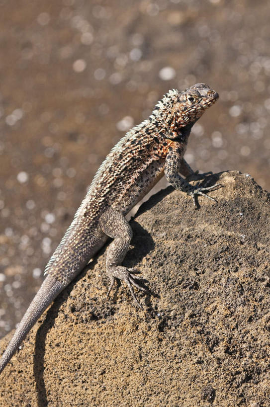 无人,攀登,竖图,室外,白天,正面,旅游,度假,石头,标志建筑,地标,建筑,野生动物,蜥蜴,厄瓜多尔,阴影,光线,石子,影子,娱乐,建设,一只,阳光,动物,享受,休闲,爬,旅游胜地,南美,放松,南美洲,拉丁美洲,美洲,石龙子,泉龙,猪婆蛇,四脚蛇,亚美利加洲,南亚美利加洲,蜴,厄瓜多尔共和国,加拉巴哥群岛,加拉帕戈斯群岛,科隆群岛,斯坎塔达斯岛,火蜥蜴,石块,岩石,攀爬,彩图,全身