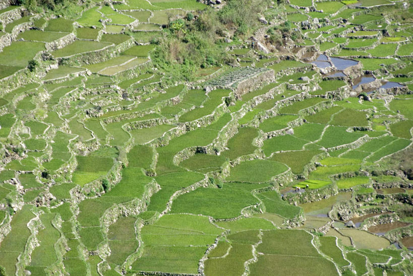 无人,农田,横图,俯视,航拍,室外,白天,旅游,度假,庄稼,梯田,农作物,草地,草坪,岛屿,美景,植物,菲律宾,亚洲,阴影,曲折,弯曲,光线,影子,岛,景观,娱乐,草,树,树木,绿色,阳光,自然,享受,休闲,景色,放松,东南亚,蜿蜒,生长,成长,鸟瞰,自然风光,菲律宾共和国,菲律宾群岛,吕宋岛,列岛,群岛,诸岛,彩图,高角度拍摄,耕地,庄稼田